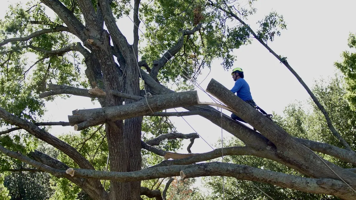 Professional Crown Thinning performed by certified arborists in Baxter Springs