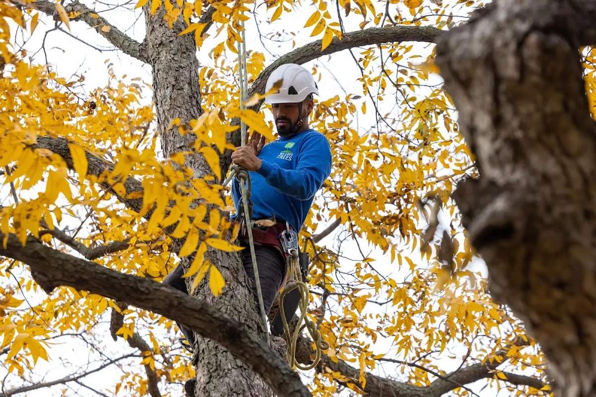 Skilled Tree Pruning crew working in Baxter Springs